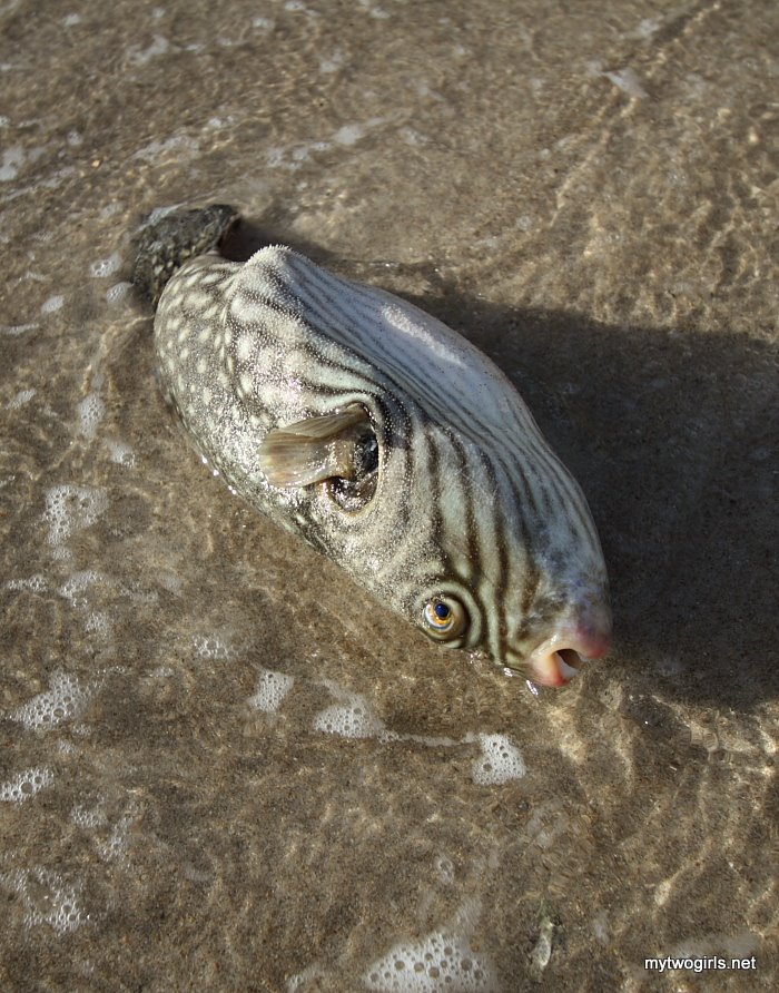 Fugu at the beach - screaming for help
